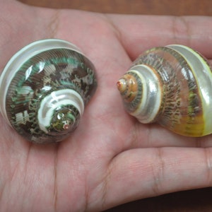 2 pcs small banded green & brown PETHOLATUS JADE TURBO sea shell hermit crab 1 1/2" - 2"