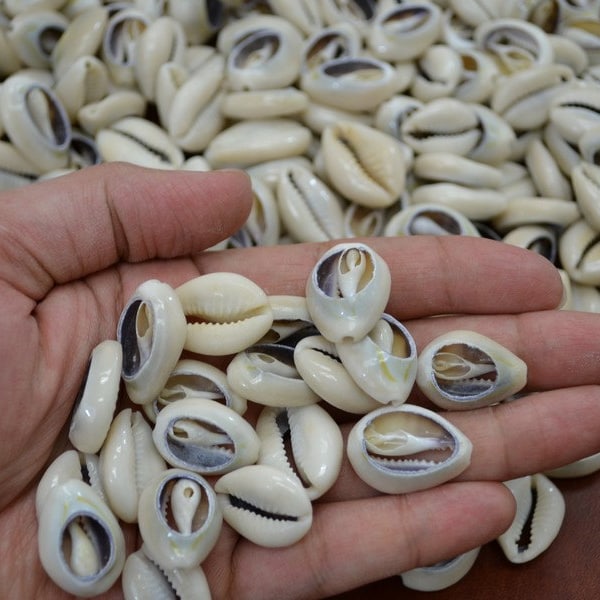 Bulk Cut Sea Shell Loose Cowrie One Pound