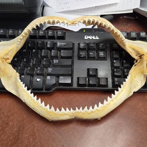 real BULL SHARK jaw 12&quot;