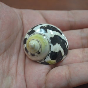 black CYPREA PICA turbo Hermit CRAB Sea Shell 1 1/2"