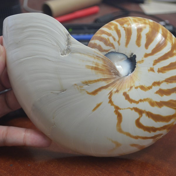 Natural CHAMBERED NAUTILUS Sea SHELL Cut Sliced Beach Craft 7"