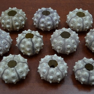 May include: Ten sea urchin shells in a light purple and white colour. The shells are round with a hole in the centre.