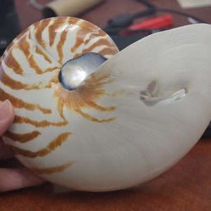 Natural CHAMBERED NAUTILUS Sea SHELL Cut Sliced Beach Craft 7"