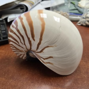 tiger stripe CHAMBERED NAUTILUS SHELL 6 1/2&quot;