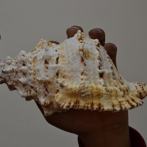 GAINT FROG BLOWING shell 7"
