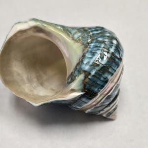May include: A blue and white seashell with a smooth, iridescent interior. The shell has a spiral shape and a pointed tip.