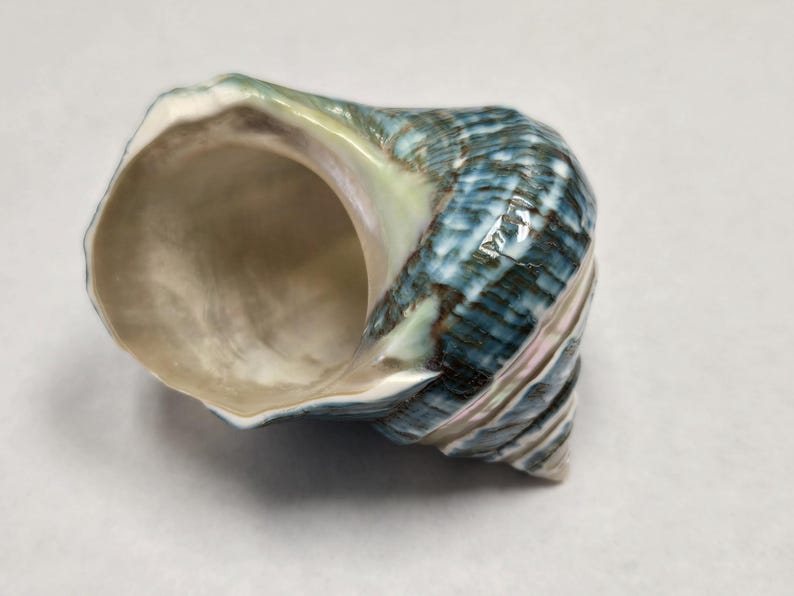 May include: A blue and white seashell with a smooth, iridescent interior. The shell has a spiral shape and a pointed tip.