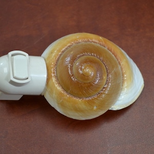 BROWN SNAIL Sea Shell NIGHTLIGHT image 3