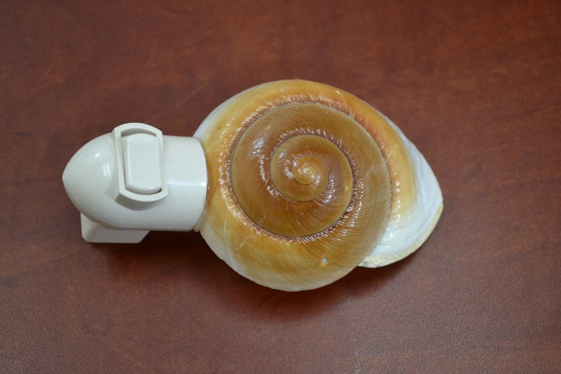 BROWN SNAIL Sea Shell NIGHTLIGHT image 3