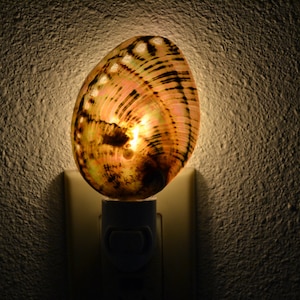 green ABALONE sea Shell NIGHTLIGHT