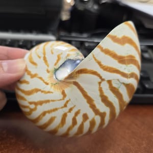 Puede incluir: Una concha de nautilo con una superficie lisa y brillante con un patrón en espiral distintivo. La concha muestra rayas curvas alternas de color marrón rojizo y blanco crema, con una pequeña abertura oscura e iridiscente en el centro.