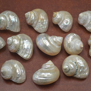 Può includere: Una collezione di dieci conchiglie bianche iridescenti con finitura madreperlacea. Le conchiglie sono disposte a semicerchio su una superficie marrone.