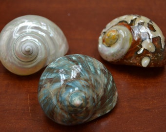 3 pcs assort mix pearl and sarmaticus JADE turbo sea shell HERMIT crab 2 1/2" - 3"