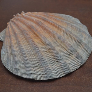 oranje LION PAW CLAM-schelp 6&quot;