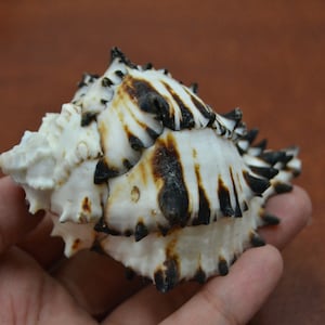 May include: A white and black seashell with a spiky, textured exterior. The shell has a dark brown, almost burnt appearance.