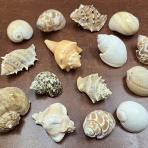 15 pcs ASSORT MIX TURBO shells