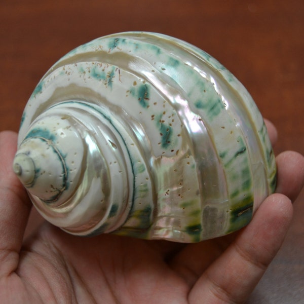 Polished GREEN JADE Banded Turbo Hermit CRAB Sea Shell 3 1/2" - 4"