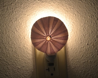 purple URCHIN Sea Shell NIGHTLIGHT