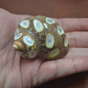 brown SPOTTED Petholatus Jade Turbo Sea Shell 2&quot; - 2 1/2&quot;