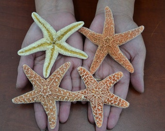 4 Pcs SUGAR STARFISH Star Sea Shell Wedding Craft 2 1/2" - 3"