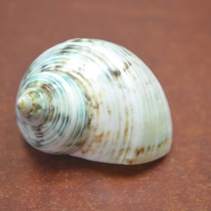 green PETHOLATUS  turbo Shell 1 1/2 - 2&quot;