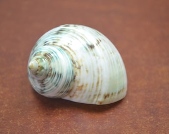 green PETHOLATUS  turbo Shell 1 1/2 - 2"