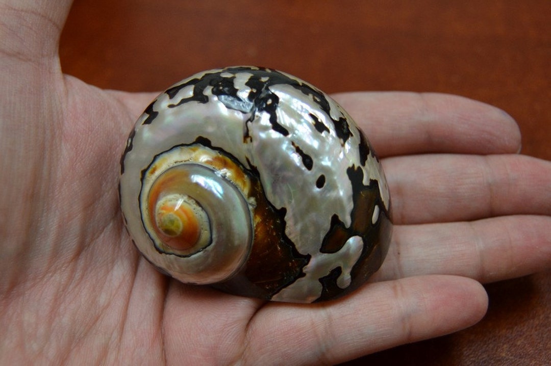 South Africa SARMATICUS Turbo Shell 2