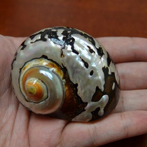 south africa SARMATICUS turbo shell 2&quot; - 2 1/2&quot;