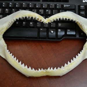real BULL SHARK jaw 11"