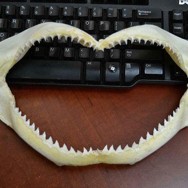 véritable SPINNER SHARK dents dent mâchoire bouche Craft 12"