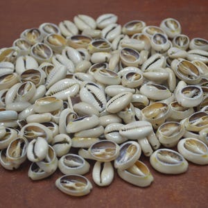 May include: A pile of cream-colored cowrie shells with a smooth, glossy texture. The shells have a natural, organic appearance, with a visible opening revealing the interior. The shells are of varying sizes and shapes, creating a visually interesting arrangement.