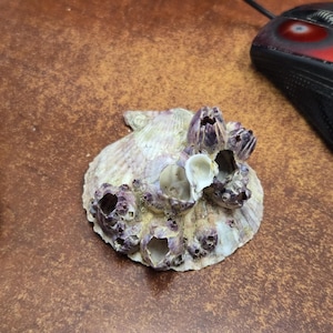 May include: A natural seashell with a textured, off-white surface covered in several small, dark purple barnacles. The shell has a fan-like shape with visible ridges radiating from the center, and the barnacles are clustered across the top surface.