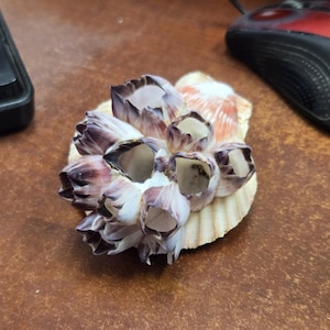 PECTIN shell with BARNACLES display decor