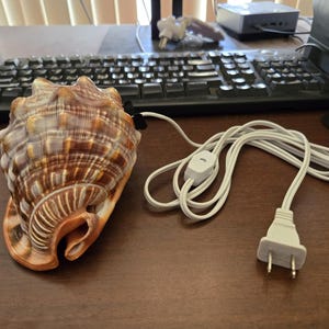 May include: A large, textured seashell lamp featuring a natural brown and orange patterned exterior. The shell is connected to a white electrical cord with an inline toggle switch and a standard two-prong plug for power connectivity.