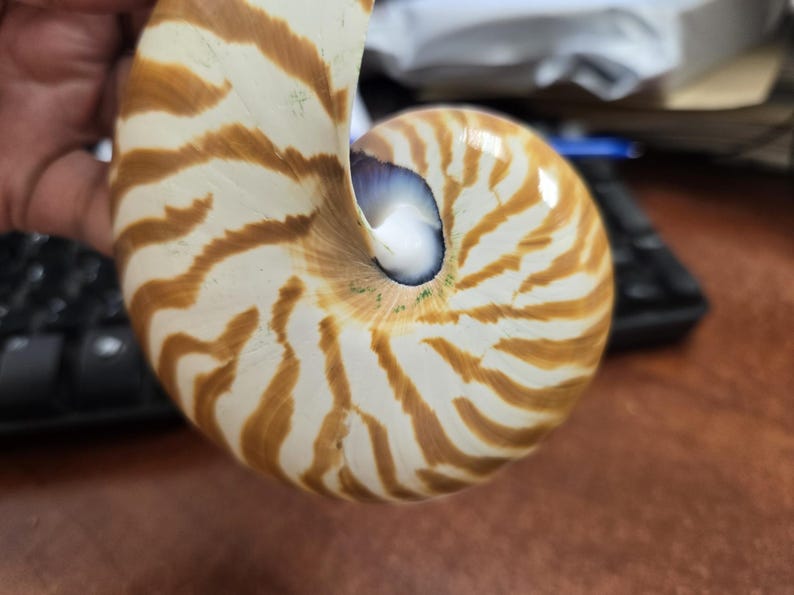 Chambered Nautilus shell showing chambers