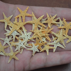 90 Pcs SMALL STARFISH Star Sea Shell 1/4" - 3/4"