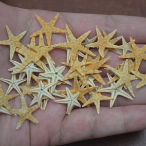 May include: A collection of small, beige starfish with orange accents. The starfish are arranged in a pile on a person's hand.
