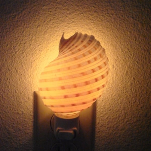 Spotted Banded Tun Sea Shell NIGHTLIGHT
