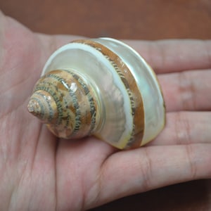 Banded Petholatus Jade Turbo shell 2&quot; - 2 1/2&quot;