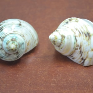 green plain & banded PETHOLATUS JADE TURBO shell 1 1/2&quot; - 2&quot;