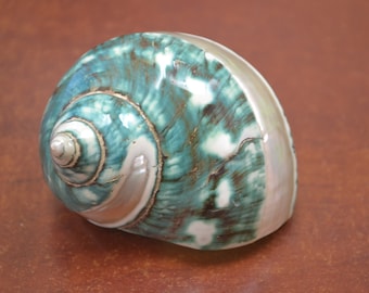 green PEARL banded JADE TURBO sea shell 3" - 3 1/2"