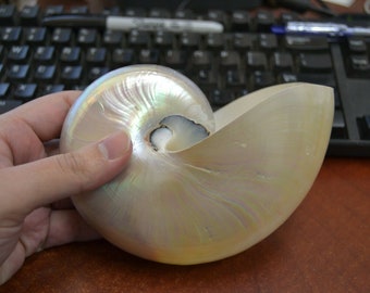 white pearl pearlized CHAMBERED NAUTILUS SHELL 5"