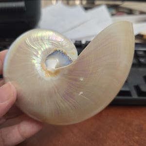 half SLICED pearl white CHAMBERED NAUTILUS shell 4 1/2"