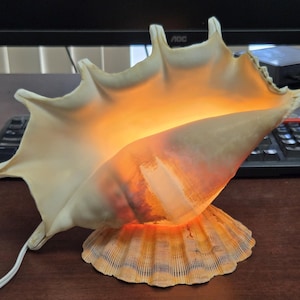 LAMBIS SPIDER conch shell LAMP
