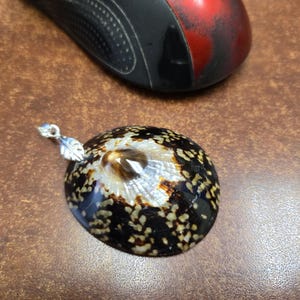 LIMPET shell PENDANT 2&quot;