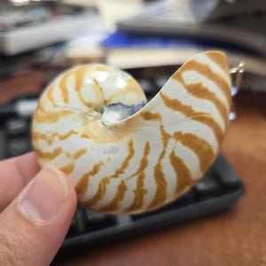 May include: A nautilus shell featuring a smooth, curved surface with a distinct spiral pattern. The shell displays a white base colour adorned with irregular, wavy, brownish-orange stripes that radiate from the centre toward the outer edge.