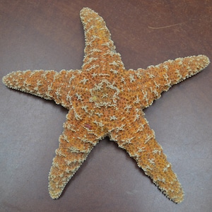 3pcs Natural Starfish Sea Star Shells Seashells For Crafts Nautical Decor  6-8 cm