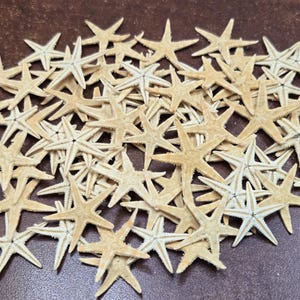 500 pcs SMALL natural STARFISH STAR Sea Shell 3/4" - 1"