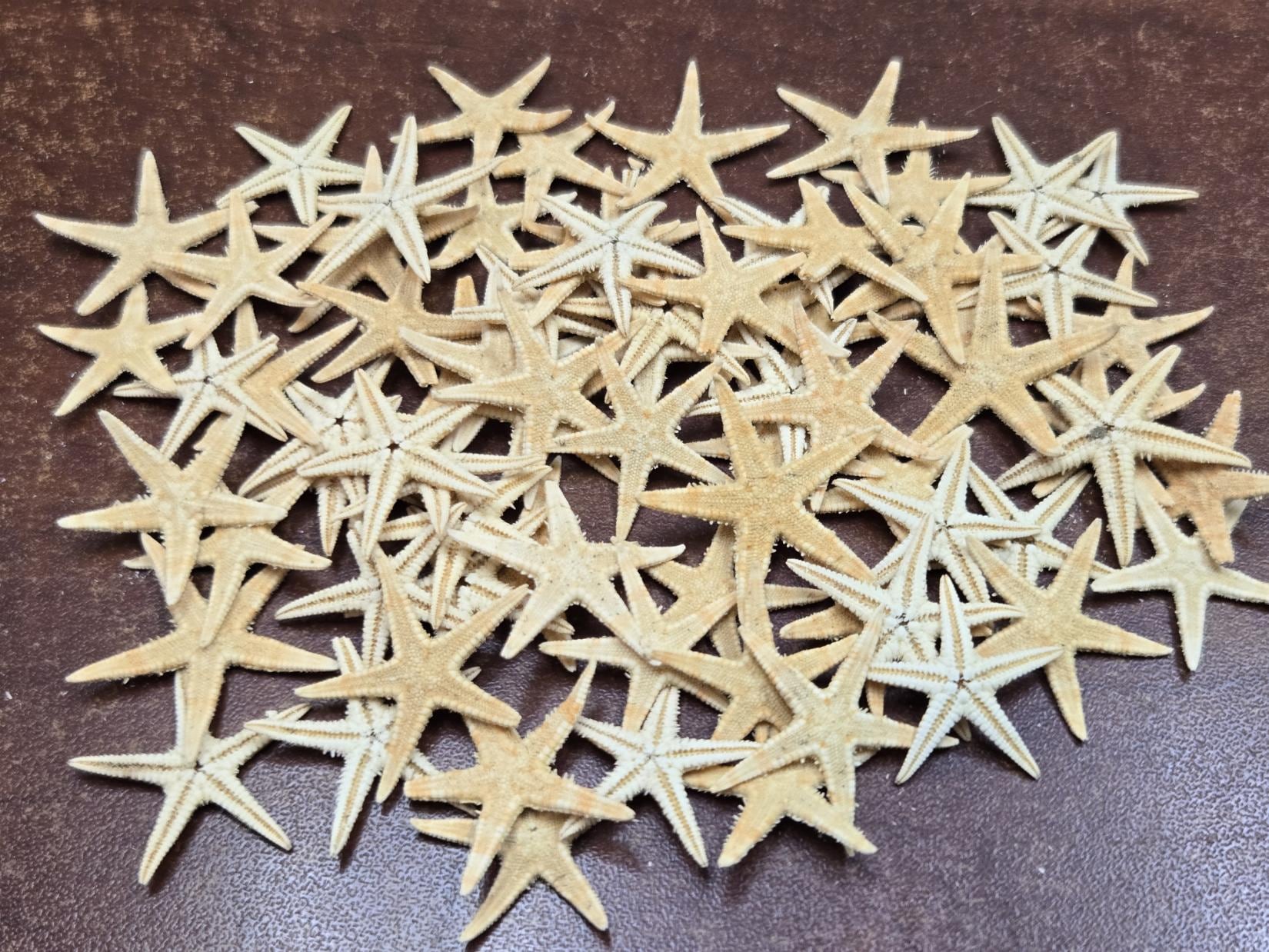 500 Pcs SMALL Natural STARFISH STAR Sea Shell 3/4
