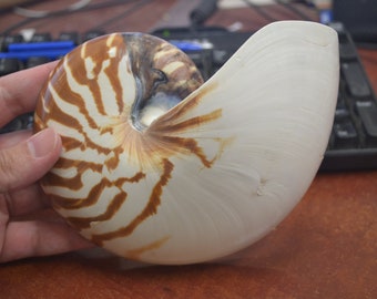 natural STRIPED CHAMBERED NAUTILUS sea shell Cut Sliced Beach Craft 6"